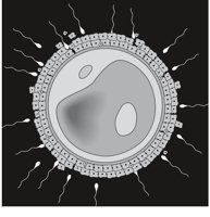 SPERMEGG.CMX