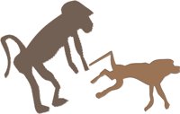 BABOONS.CMX