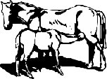 HORSE015.CMX