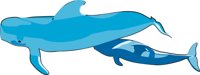 WHALE2.CMX