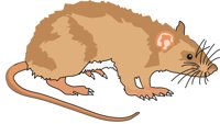 RAT.CMX