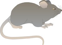 MOUSE1.CMX