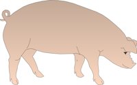 HOG2.CMX