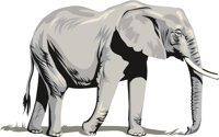 ELEPHNT2.CMX