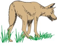 DINGOC.CMX