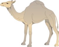 CAMEL1.CMX