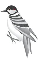 WOODPKRC.CMX