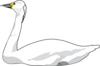 SWAN.CMX