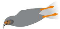 SNAILKIT.CMX