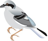 SHRIKE.CMX