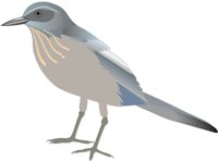 SCRUBJAY.CMX