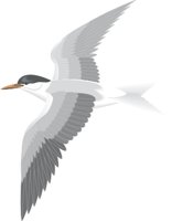 ROSETERN.CMX