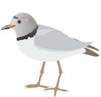 PLOVER.CMX