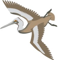 PELICANB.CMX