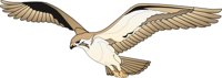 HAWK.CMX