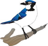 BLUEJAY4.CMX