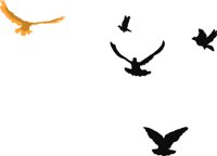 BIRD076.CMX