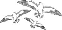 BIRD051.CMX
