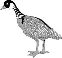 BIRD034.CMX