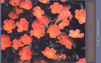 FLOWRS02.GIF