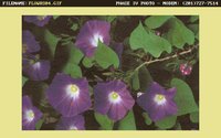 FLOWRS04.GIF