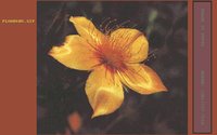 FLOWRS05.GIF