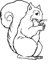 SQUIREL3.CMX