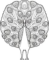 PEACOCK3.CMX