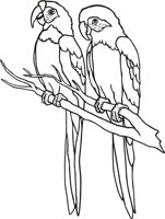 PARROT5.CMX