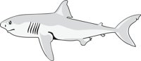 SHARK2.CMX