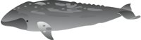 GRAYWHLE.CMX
