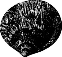 OBOB0067.CMX