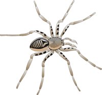 SPIDER.CMX