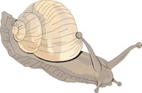 SNAIL4.CMX