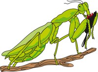 P_MANTIS.CMX
