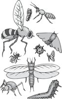 INSECTS.CMX
