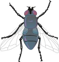 FLY5.CMX