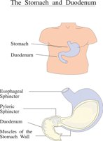STOMACH.CMX