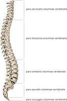 SPINECOL.CMX