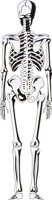 SKELETN3.CMX