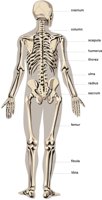SKELETN2.CMX