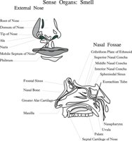 NOSE.CMX