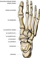 FOOT2.CMX