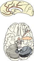 BRAIN.CMX