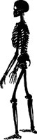 BONE083.CMX