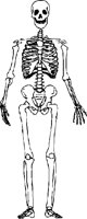 BONE082.CMX