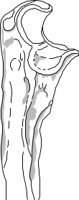BONE080.CMX