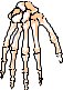 BONE019.CMX