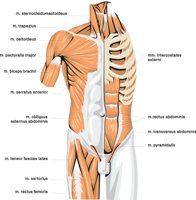 BODYM.CMX