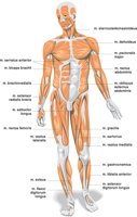 BODY.CMX